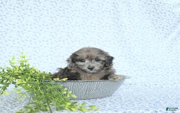 Mini Goldendoodle dogs for sale: Kai - Image 9