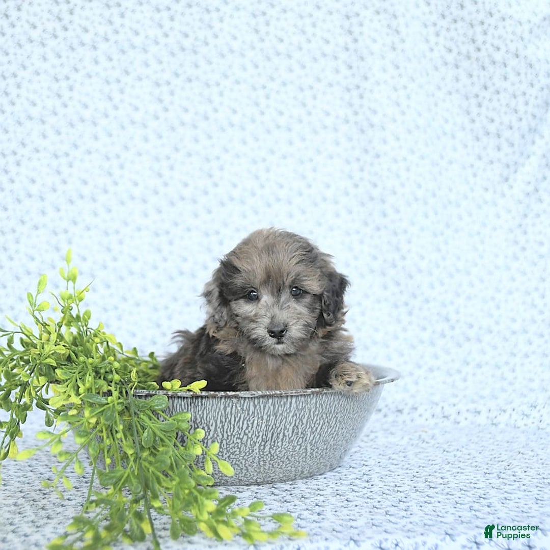 Mini Goldendoodle dogs for sale: Kai - Image 9