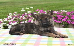 German Shepherd dogs for sale: Marshall - Image 1