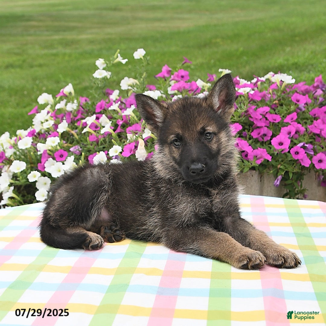 German Shepherd dogs for sale: Marshall - Image 1