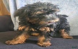 Yorkiepoo dogs for sale: Brownie - Image 1