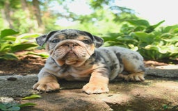 English Bulldog dogs for sale: Bluebell - Image 4