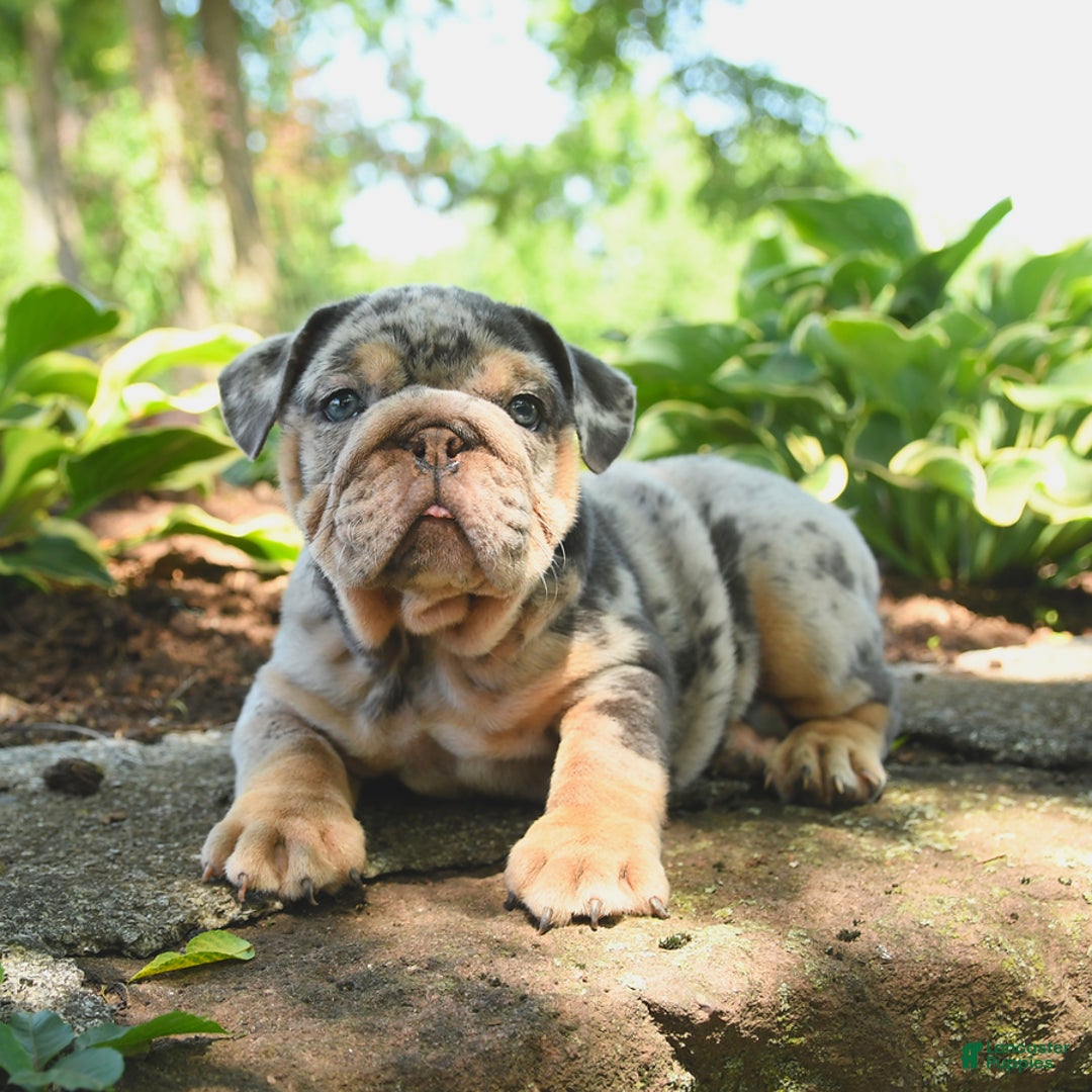 English Bulldog dogs for sale: Bluebell - Image 4