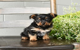 Yorkshire Terrier dogs for sale: Yorkshire Terrier 5 puppies - Image 9