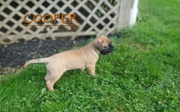Bullmastiff dogs for sale: Cooper - Image 6