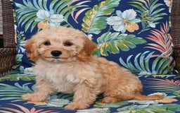 Forever dogs for sale: Summer - Image 5