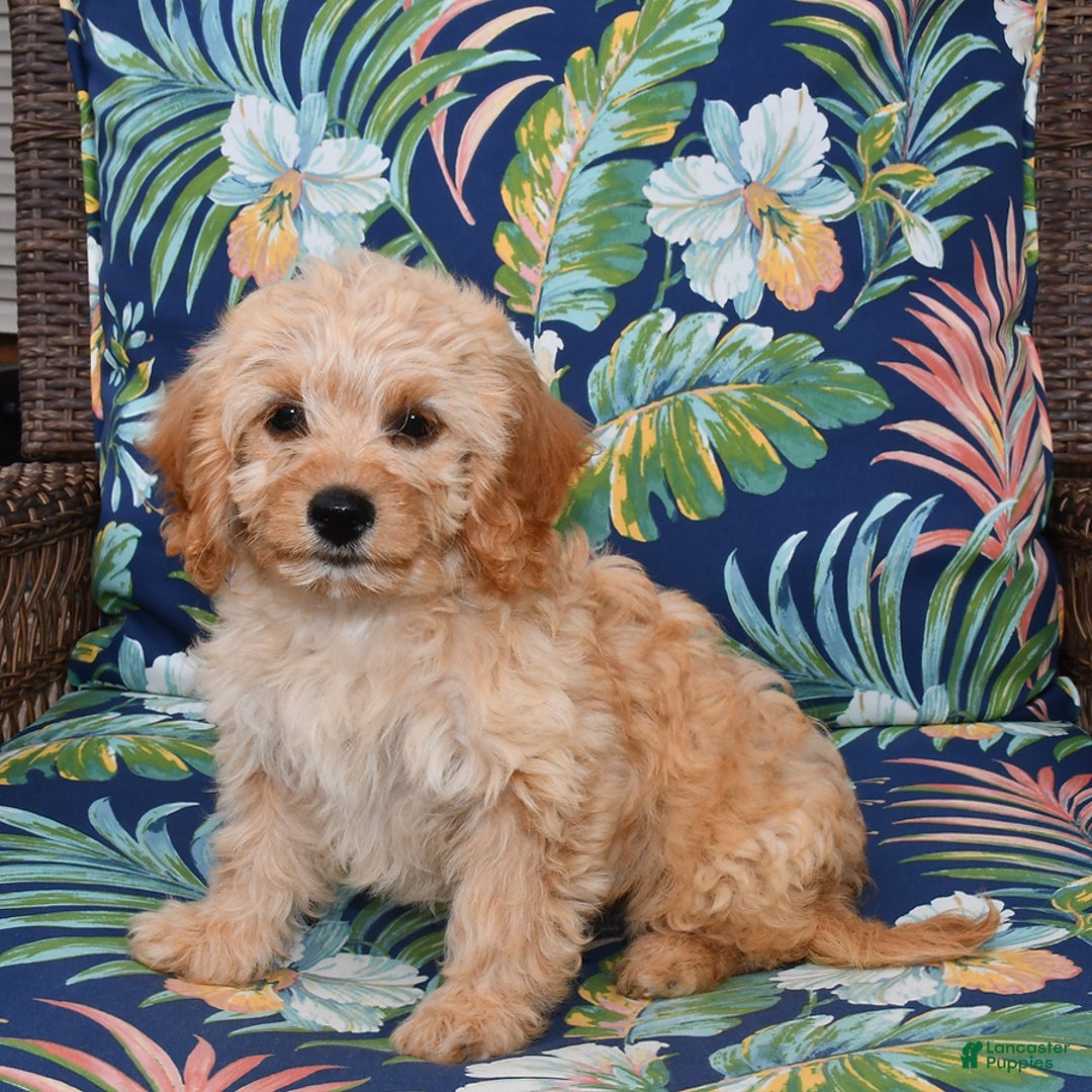 Forever dogs for sale: Summer - Image 5