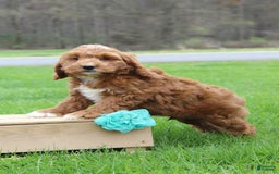 Cockapoo dogs for sale: Gannon - Image 1