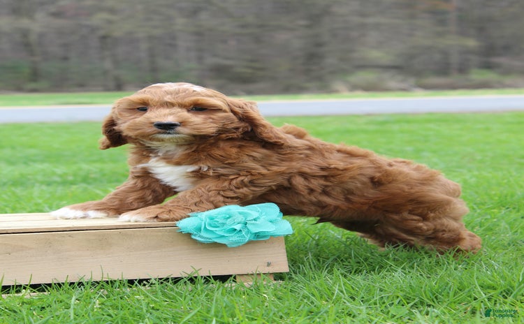 Cockapoo dogs for sale - Ad 2