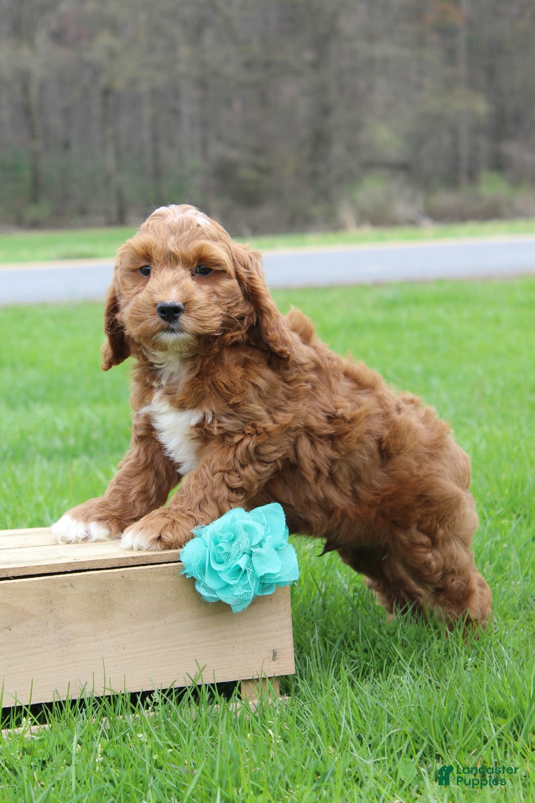 Cockapoo dogs for sale: Gannon - Image 1