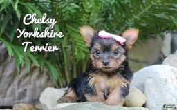 Yorkshire Terrier dogs for sale: Chelsy - Image 1