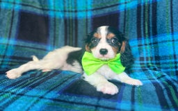 Cavalier King Charles Spaniel dogs for sale: Cobalt - Image 3