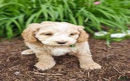 Miniature Poodle dogs for sale: Tank - Image 3