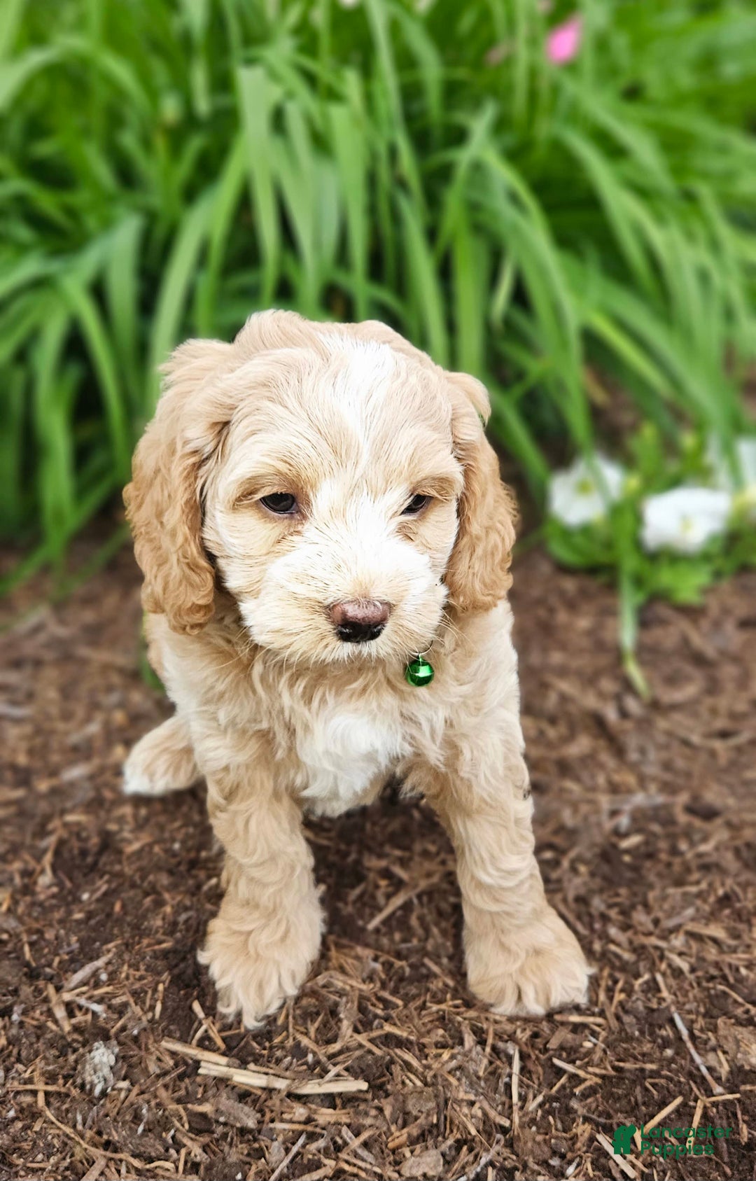 Miniature Poodle dogs for sale: Tank - Image 3