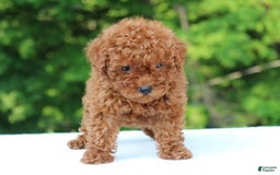 Miniature Poodle dogs for sale: Aleah - Image 5
