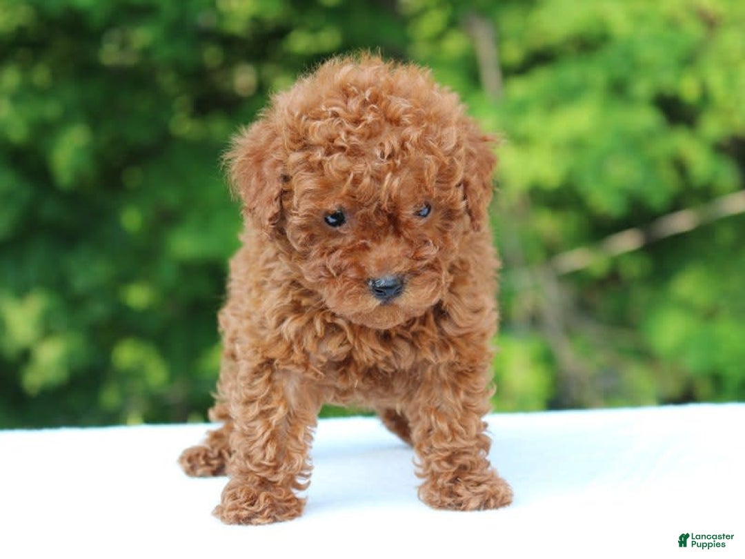 Miniature Poodle dogs for sale: Aleah - Image 5