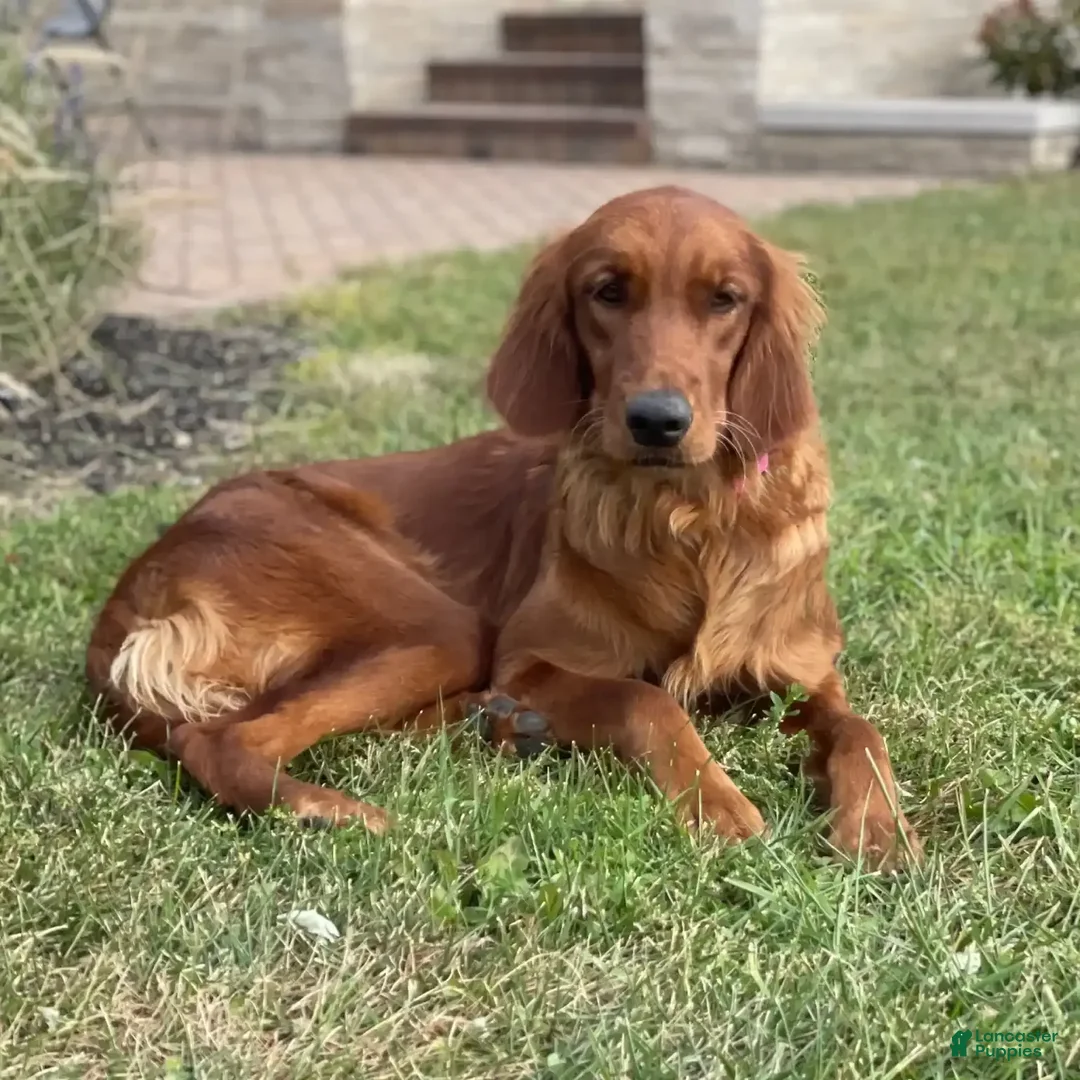 Goldendoodle dogs for sale: Jack - Image 13