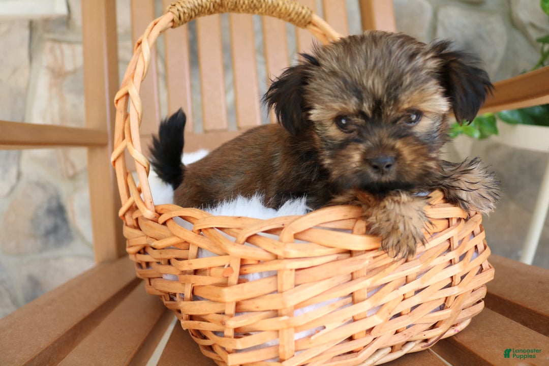 Shorkie dogs for sale: Khloe - Image 5