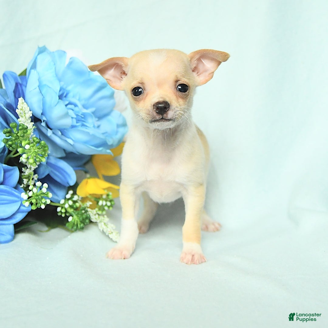 Chihuahua dogs for sale: Max - Image 3