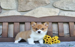 Welsh Corgi Pembroke dogs for sale: Bria - Image 4