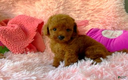 Toy Poodle dogs for sale: Rose - Image 3