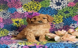 Cockapoo dogs for sale: Dora - Image 10