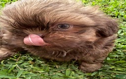 Shih Tzu dogs for sale: Karlton - Image 22