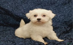 Havanese dogs for sale: Halo - Image 4