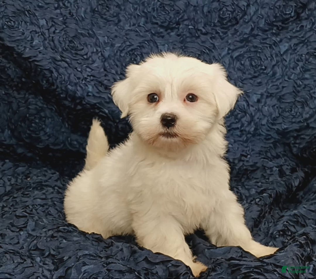 Havanese dogs for sale: Halo - Image 4
