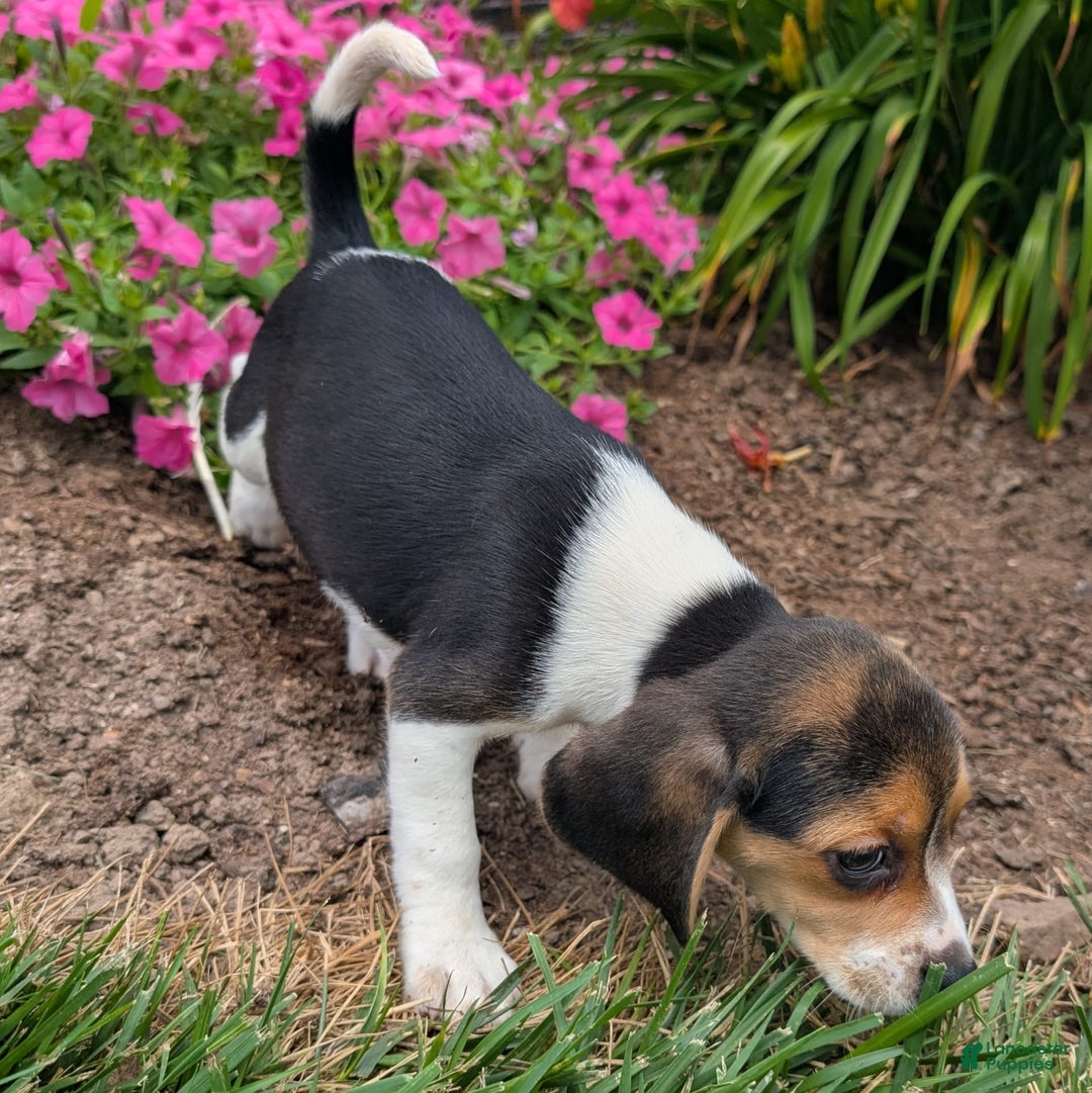 Beagle dogs for sale: Hazelnut - Image 2