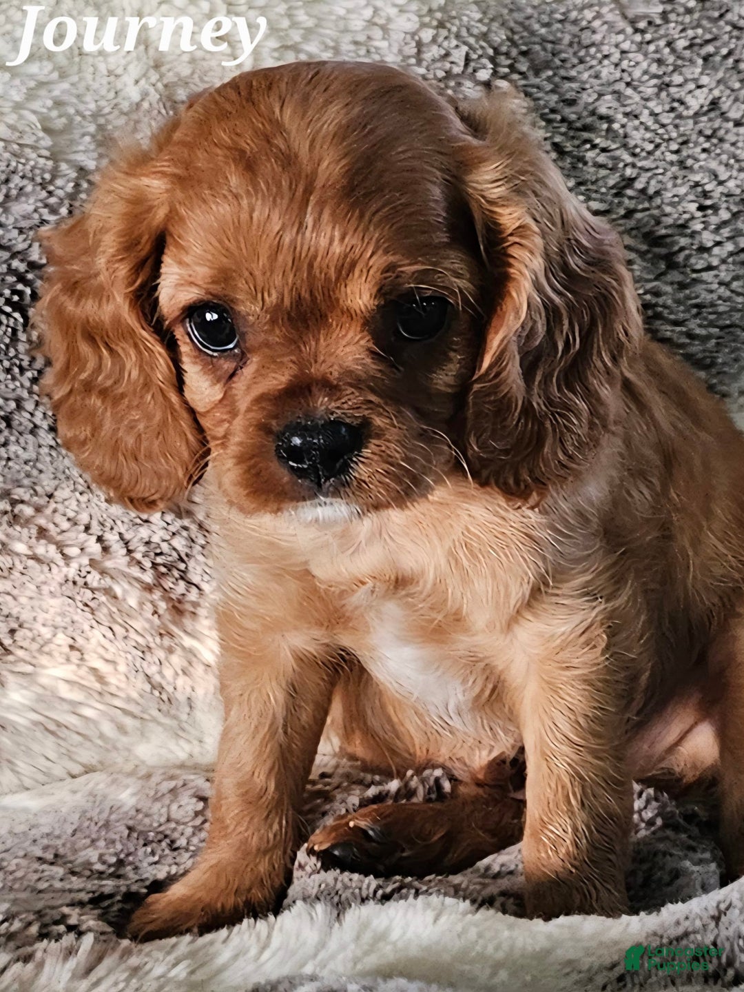 Cavalier King Charles Spaniel dogs for sale: Journey - Image 2