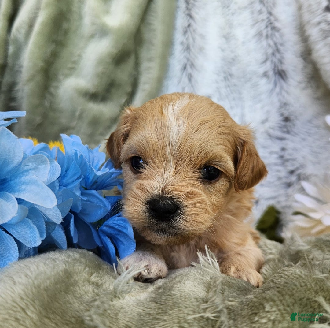 Shihpoo dogs for sale: Maverick - Image 10
