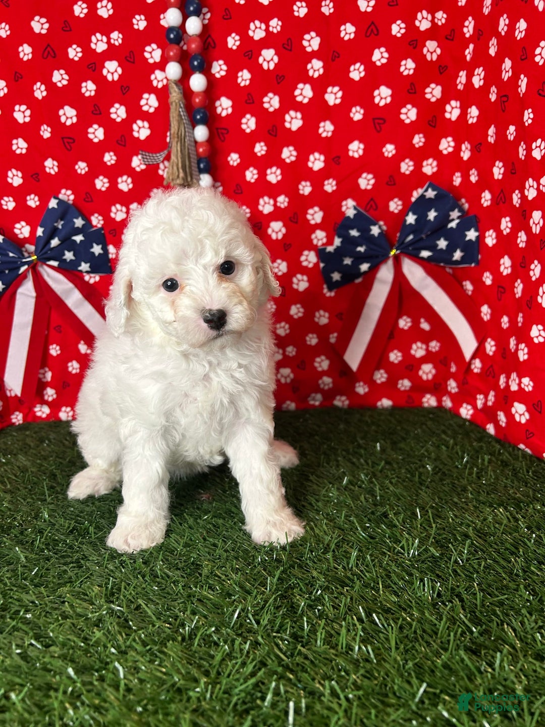 Miniature Poodle dogs for sale: Rainy - Image 4
