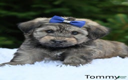 Havapoo dogs for sale: Havapoo 6 puppies - Image 7