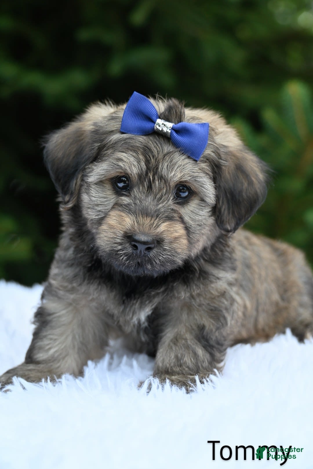 Havapoo dogs for sale: Havapoo 6 puppies - Image 7