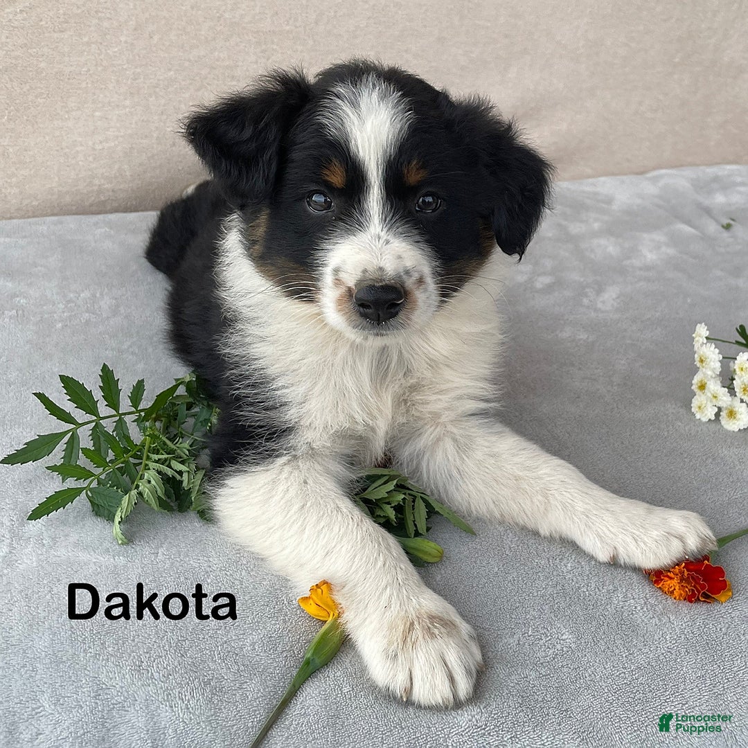 Australian Shepherd dogs for sale: Dakota - Image 4