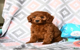 Cockapoo dogs for sale: Joy - Image 5