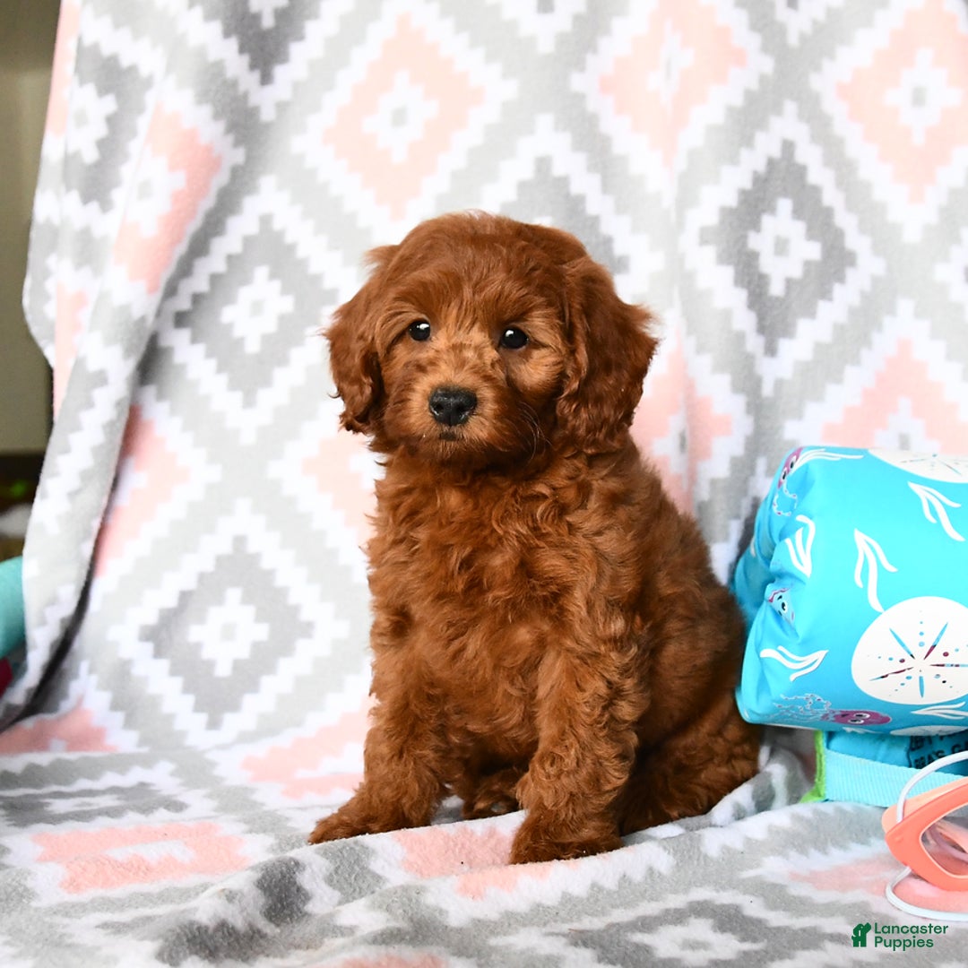 Cockapoo dogs for sale: Joy - Image 5
