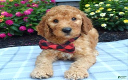 Standard Poodle dogs for sale: Diesel - Image 3