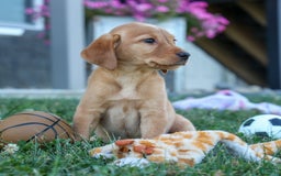 Labrador Retriever dogs for sale: Red Fox Gabby - Image 1
