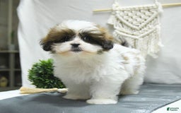 Shihpoo dogs for sale: Moose - Image 6