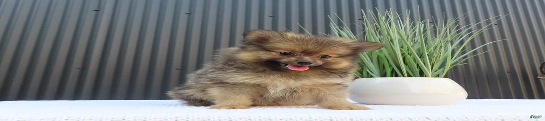 Sammy