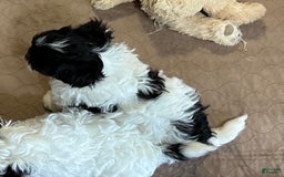 Shihpoo dogs for sale: Ollie - Image 4