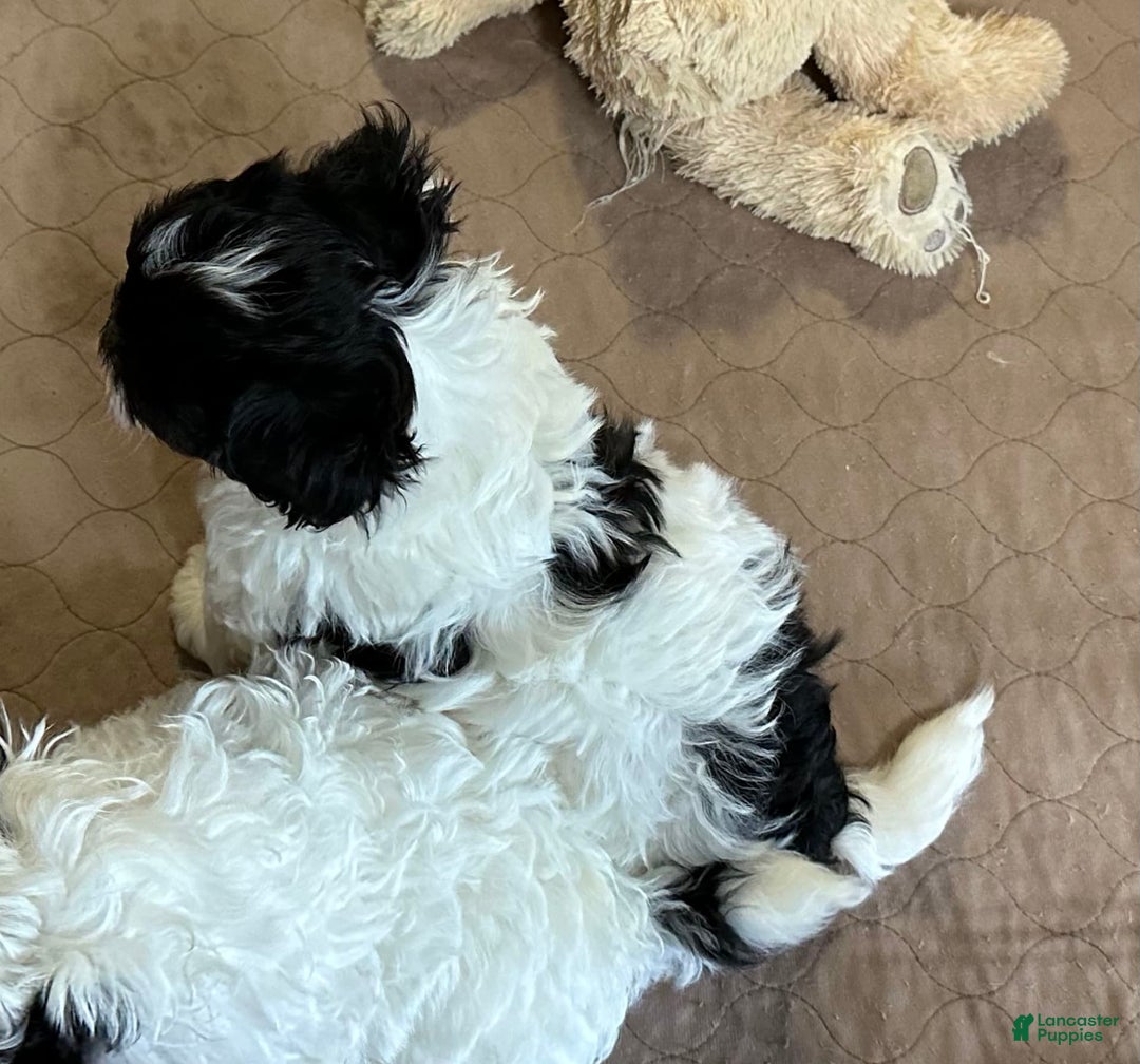 Shihpoo dogs for sale: Ollie - Image 4