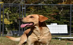 Labrador Retriever dogs for sale: Male 850 - Image 4