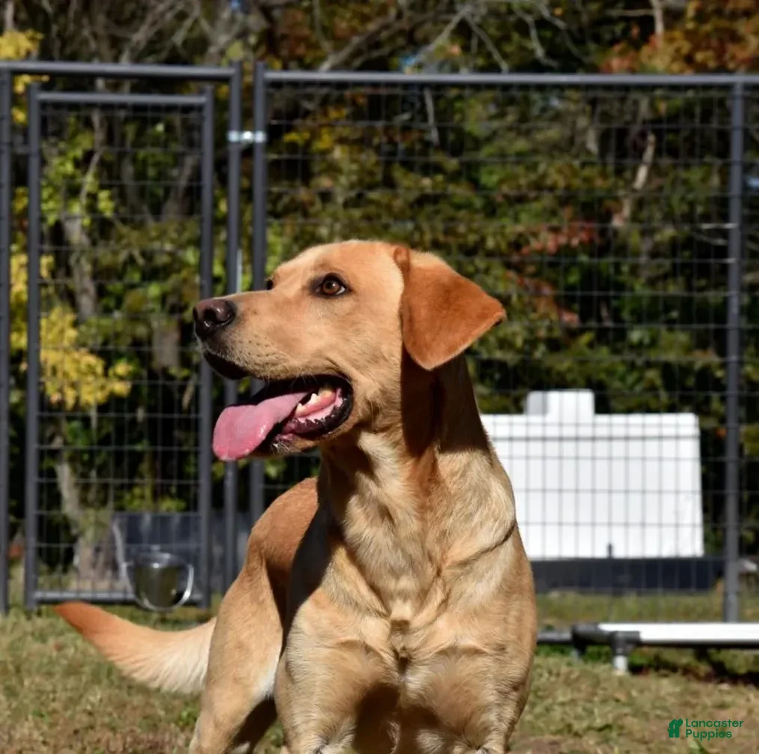 Labrador Retriever dogs for sale: Male 850 - Image 4