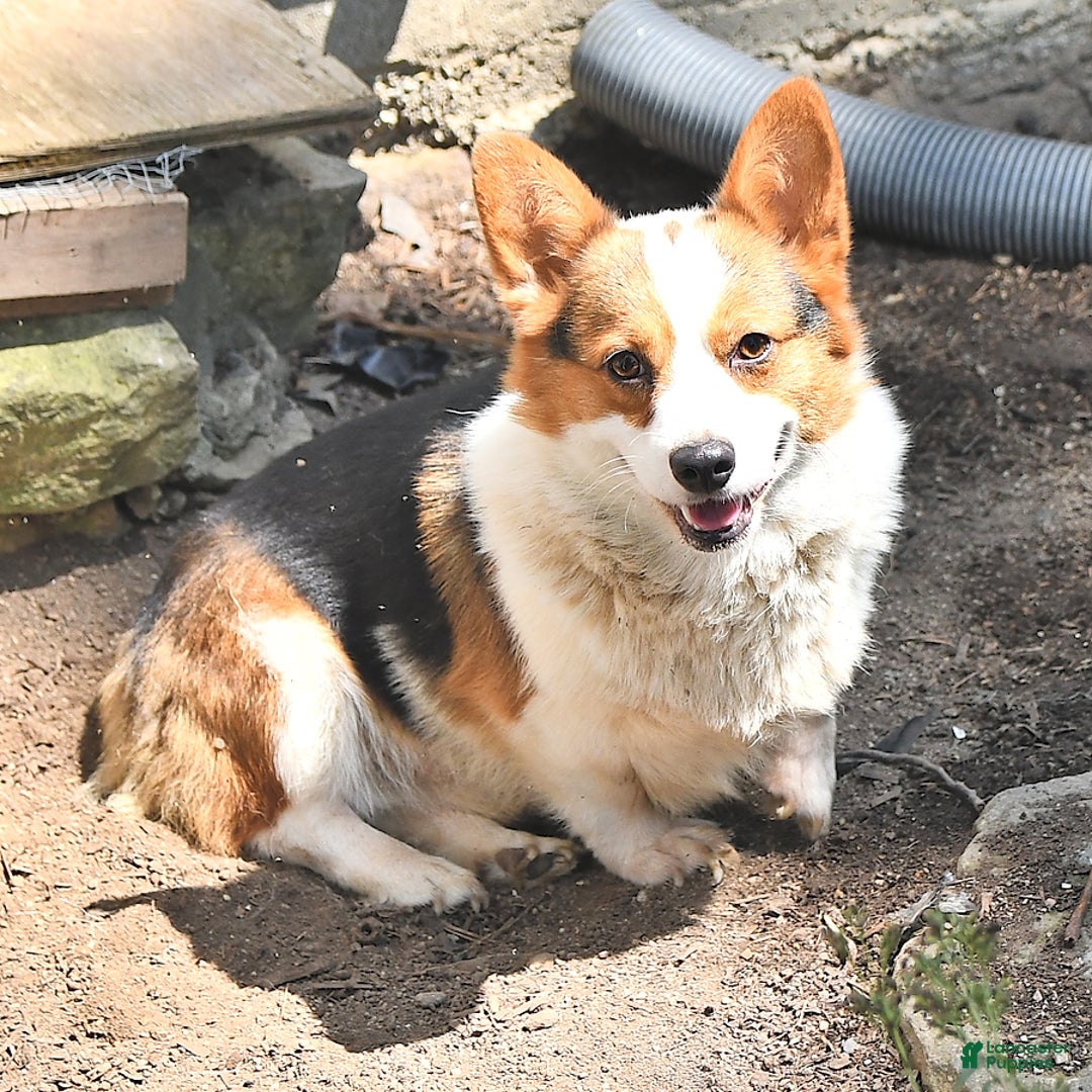 Welsh Corgi Pembroke dogs for sale: Scott - Image 7