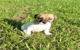 Jack Russell Terrier dogs for sale: Jack Russell Male Puck - Image 20