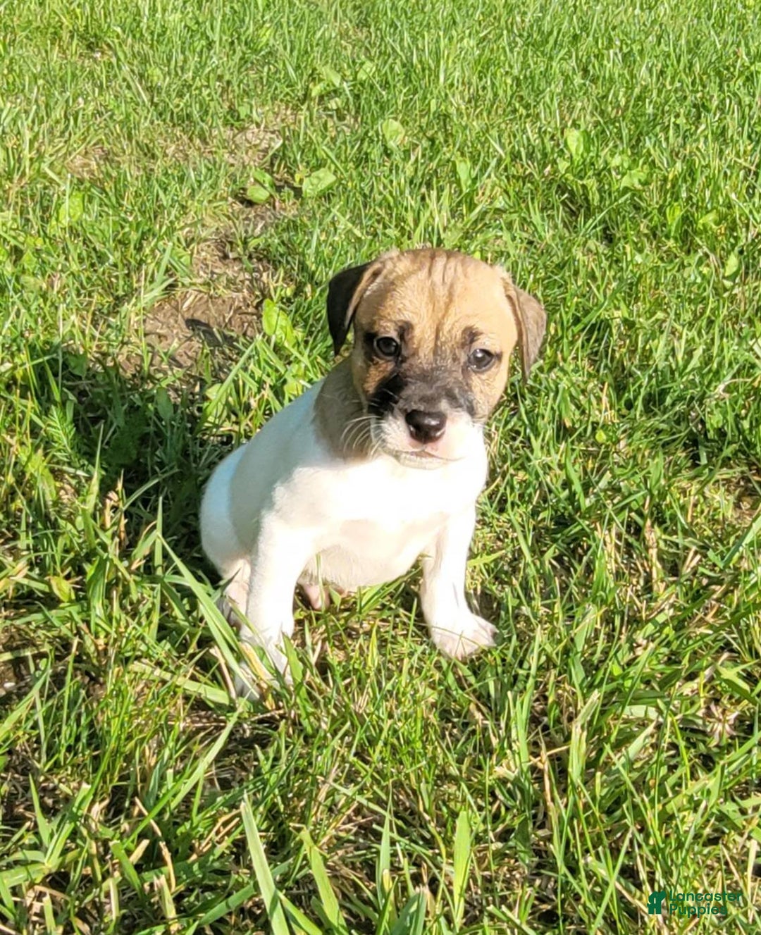 Jack Russell Terrier dogs for sale: Jack Russell Male Puck - Image 20