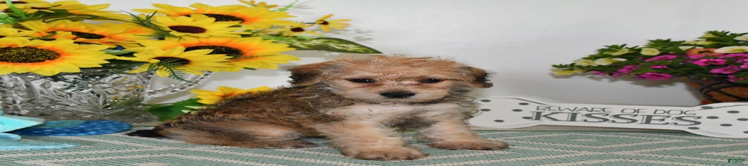 Willow